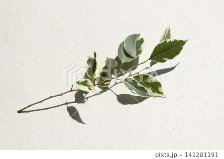 It is a branch of a variegated Benjamin tree. 141281191