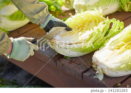 冬野菜を収穫する 冬野菜を収穫する 141281263