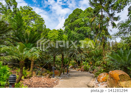 シンガポール植物園 太古の植物が生い茂る「進化の庭園」の緑豊かな遊歩道 シンガポール植物園 太古の植物が生い茂る「進化の庭園」の緑豊かな遊歩道 141281294