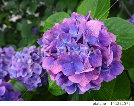 8月に咲いていた鮮やかな紫陽花 8月に咲いていた鮮やかな紫陽花 141281573