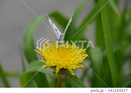 タンポポの蜜を吸うモンシロチョウ(寺坂棚田/秩父郡横瀬町大字横瀬) タンポポの蜜を吸うモンシロチョウ(寺坂棚田/秩父郡横瀬町大字横瀬) 141281617