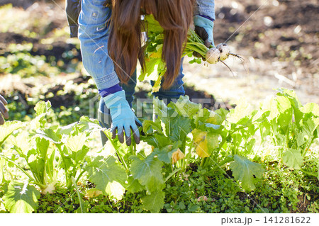 冬野菜を収穫する若い女性 冬野菜を収穫する若い女性 141281622