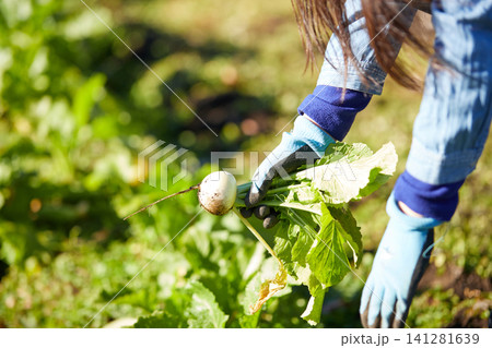 冬野菜を収穫する若い女性 冬野菜を収穫する若い女性 141281639