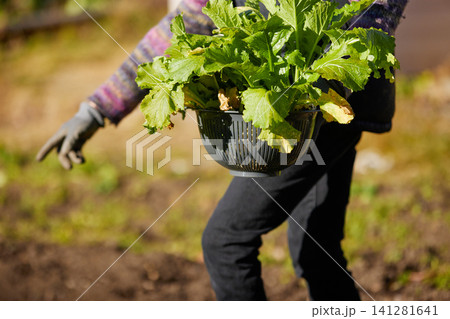 冬野菜を収穫するシニアの女性 冬野菜を収穫するシニアの女性 141281641