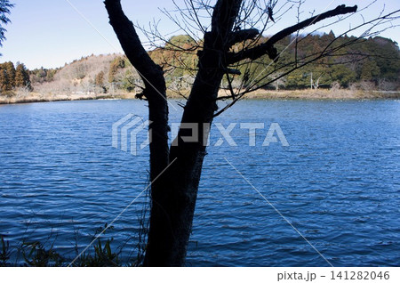 池の岸辺の木 池の岸辺の木 141282046
