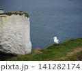 Old Harry Rockを訪れた時の風景 141282174