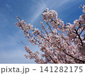 春に花咲く桜 141282175