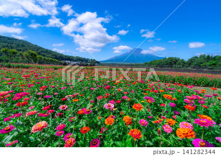 【富士山素材】山中湖村花の都公園から見た夏の富士山と百日草【山梨県】 【富士山素材】山中湖村花の都公園から見た夏の富士山と百日草【山梨県】 141282344
