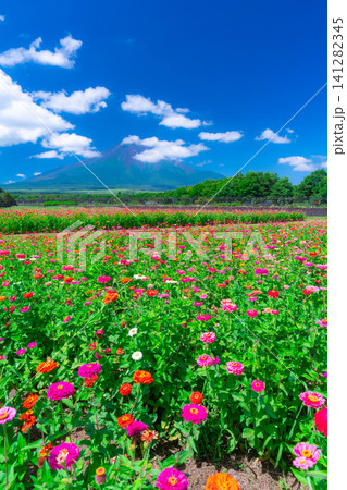 【富士山素材】山中湖村花の都公園から見た夏の富士山と百日草【山梨県】 【富士山素材】山中湖村花の都公園から見た夏の富士山と百日草【山梨県】 141282345