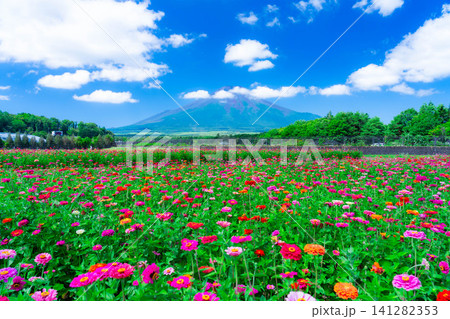 【富士山素材】山中湖村花の都公園から見た夏の富士山と百日草【山梨県】 【富士山素材】山中湖村花の都公園から見た夏の富士山と百日草【山梨県】 141282353