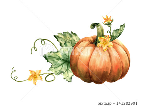 Watercolor pumpkin with green leaves and blossom, lush foliage, curling tendrils, bright orange vegetable. Isolated composition illustration for fall harvest, seasonal decoration, autumn design. Watercolor pumpkin with green leaves and blossom, lush foliage, curling tendrils, bright orange vegetable. Isolated composition illustration for fall harvest, seasonal decoration, autumn design. 141282901