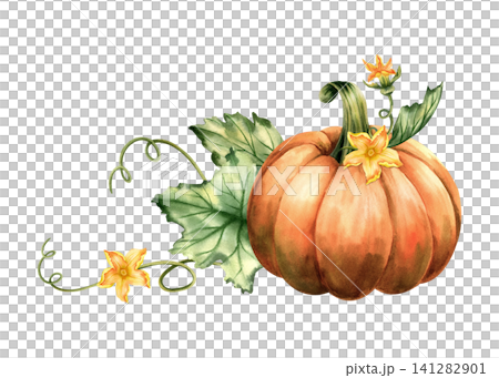Watercolor pumpkin with green leaves and blossom, lush foliage, curling tendrils, bright orange vegetable. Isolated composition illustration for fall harvest, seasonal decoration, autumn design. Watercolor pumpkin with green leaves and blossom, lush foliage, curling tendrils, bright orange vegetable. Isolated composition illustration for fall harvest, seasonal decoration, autumn design. 141282901