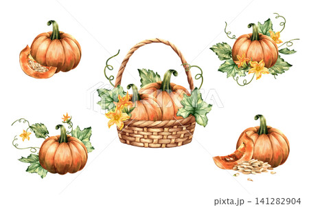 Watercolor pumpkin composition set collection. Isolated Illustration in basket, cut slices, leaves, blossom and tendrils. Autumn, fall harvest hand painted arrangement on white background. Watercolor pumpkin composition set collection. Isolated Illustration in basket, cut slices, leaves, blossom and tendrils. Autumn, fall harvest hand painted arrangement on white background. 141282904