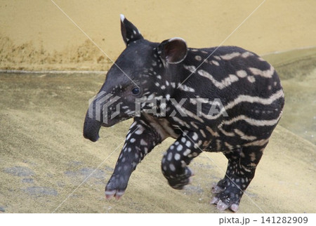マレーバクの赤ちゃん かわいい幼獣 動物園で歩く姿 マレーバクの赤ちゃん かわいい幼獣 動物園で歩く姿 141282909