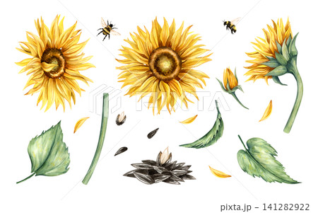 Watercolor sunflower heads and seeds clip art set. Yellow flowers blooming buds, bumblebees and leaves, stem, petals. Side view and front view. Hand painted illustration isolated from background. 141282922
