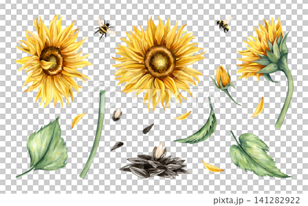 Watercolor sunflower heads and seeds clip art set. Yellow flowers blooming buds, bumblebees and leaves, stem, petals. Side view and front view. Hand painted illustration isolated from background. 141282922