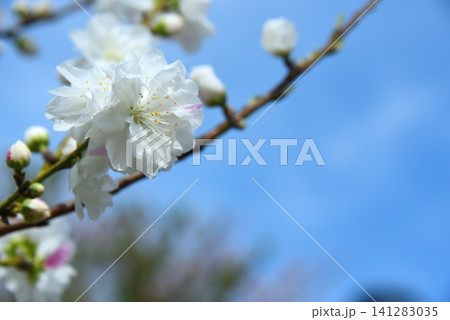 青空に映える立源平の花 青空に映える立源平の花 141283035