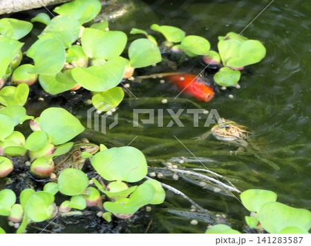 7月 トノサマガエルと仲間たち 6 7月 トノサマガエルと仲間たち 6 141283587