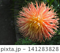 イングリッシュガーデンのお花 141283828