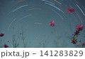 コスモス畑で見た満点の星空 141283829