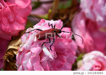 バラの花に止まるベニカミキリ バラの花に止まるベニカミキリ 141283885