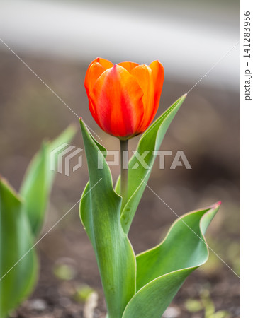 Colorful red tulips blossom in spring garden 141283956