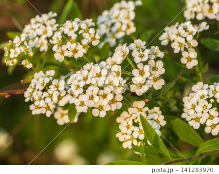 Beautiful white flowers Spirea aguta or Brides wreath. 141283970