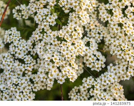 Beautiful white flowers Spirea aguta or Brides wreath. Beautiful white flowers Spirea aguta or Brides wreath. 141283975
