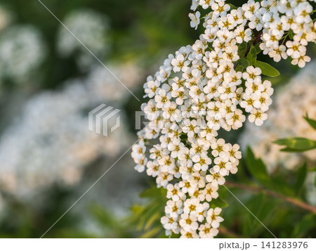 Beautiful white flowers Spirea aguta or Brides wreath. 141283976
