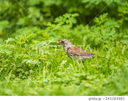 Wood bird Fieldfare, Turdus pilaris, on a sprng lawn. Wood bird Fieldfare, Turdus pilaris, on a sprng lawn. 141283981
