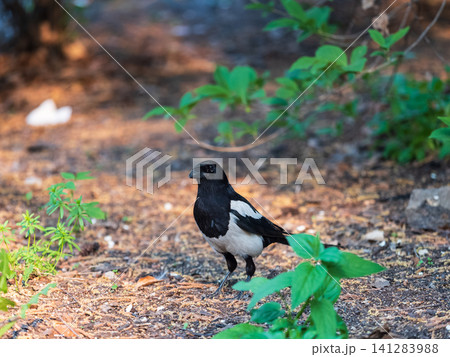 Magpie, Scientific name, Pica Pica. Adult Magpie with glossy plumage on a green grass lawn. 141283988