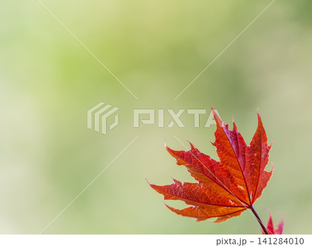 Tree branch with dark red leaves, Acer platanoides, the Norway maple Crimson King. Red Maple acutifoliate Crimson King, young plant with green background. 141284010