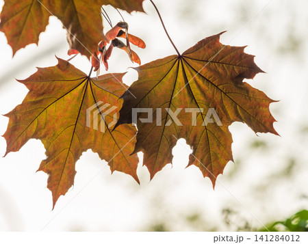 Tree branch with dark red leaves, Acer platanoides, the Norway maple Crimson King. Red Maple acutifoliate Crimson King, young plant with green background. Tree branch with dark red leaves, Acer platanoides, the Norway maple Crimson King. Red Maple acutifoliate Crimson King, young plant with green background. 141284012
