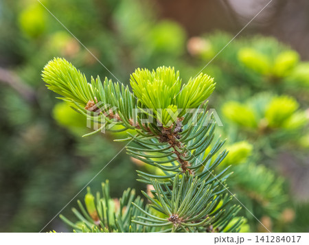 Closeup of fir branches with young buds. Spring nature concept. Fir branches with fresh shoots Closeup of fir branches with young buds. Spring nature concept. Fir branches with fresh shoots 141284017