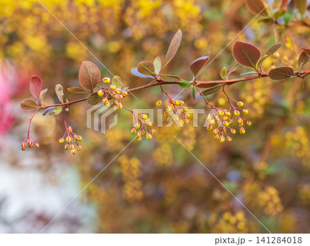 Bush of barberry in the spring with dark red leaves and small flowers. Branches of bushes with young red-orange leaves Bush of barberry in the spring with dark red leaves and small flowers. Branches of bushes with young red-orange leaves 141284018