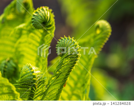 Natural green young ostrich fern or shuttlecock fern Natural green young ostrich fern or shuttlecock fern 141284028