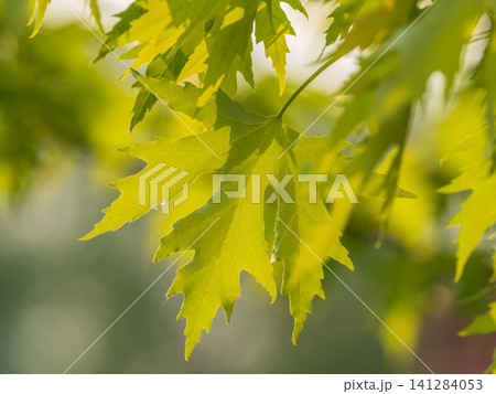 Spring branches of maple tree with fresh green leaves 141284053