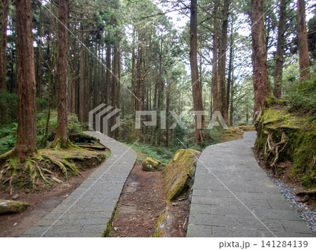 阿里山国家森林遊楽区と登山道 阿里山国家森林遊楽区と登山道 141284139