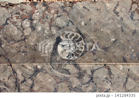 Ancient marine fossils embedded in the rock of the Merzouga Desert in southern Morocco 141284335