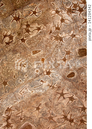 Ancient marine fossils embedded in the rock of the Merzouga Desert in southern Morocco 141284342