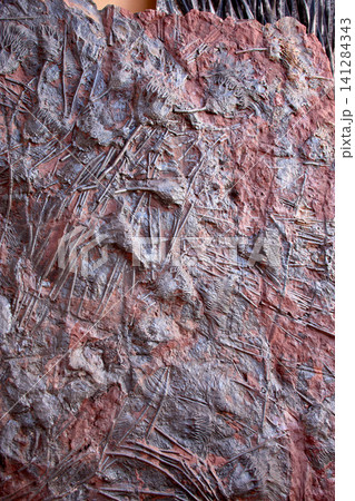 Ancient marine fossils embedded in the rock of the Merzouga Desert in southern Morocco Ancient marine fossils embedded in the rock of the Merzouga Desert in southern Morocco 141284343