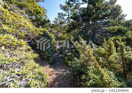 台湾最高峰、玉山登山ルートの風景 台湾最高峰、玉山登山ルートの風景 141284664