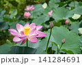 夏に咲く美しいピンク色のハスの花 141284691
