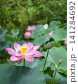 夏空に向かって咲くピンク色のハスの花 141284692
