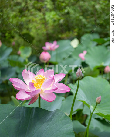 夏空に向かって咲くピンク色のハスの花 141284692