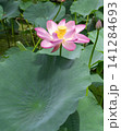 緑の葉に囲まれて咲くハスの花 141284693