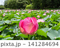 夏の池に咲くハスの花と緑の葉 141284694