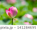 開花前の美しいハスのつぼみ 141284695