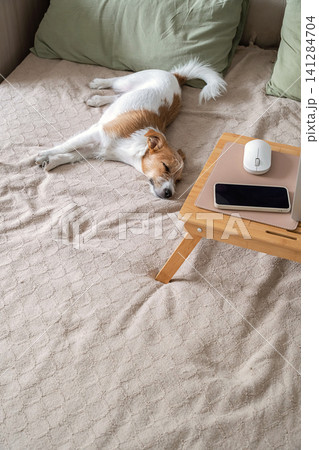 Dog sleeping on bed next to wooden lap desk with smartphone and computer mouse. 141284704