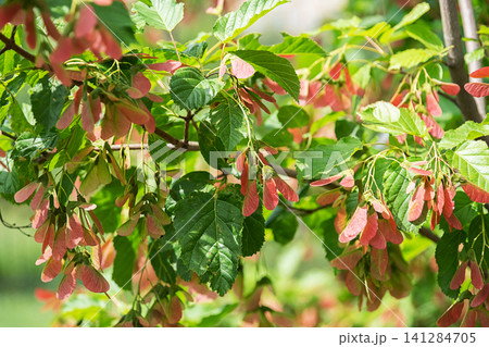 Maple branch with seeds and green leaves. Botanical background of Acer ginnala tree Maple branch with seeds and green leaves. Botanical background of Acer ginnala tree 141284705